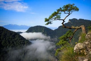 Alone Pine in the Pieniny Mountains