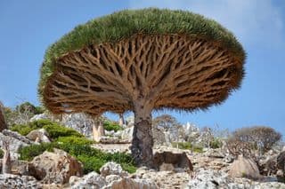Unique Dragon Blood Trees of Socotra
