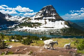 Goats in the Presence of Swiftcurrent Lake