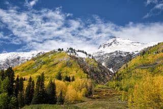 Autumnal Aspen Forest at the Foot of Snow-Capped Peaks