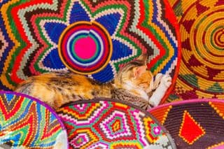 Calico Cat Napping Amongst Vibrant Moroccan Mats