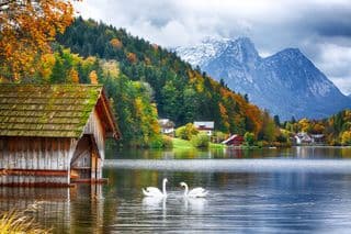 Autumnal Swan Dance at Grundlsee Lake