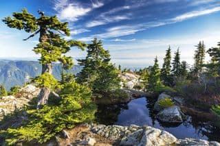 Evergreen Forest atop Tim Jones Peak