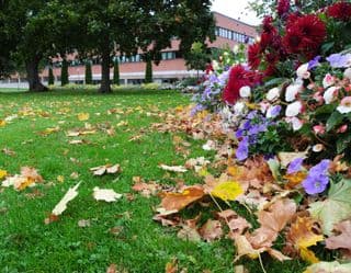 Autumnal Blossoms Amidst Fallen Leaves