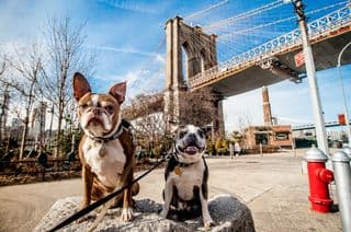 Boston Terriers Pose in Front of the Brooklyn Bridge