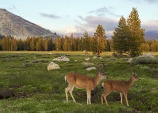 Deer in Tuolumne Meadows, Yosemite