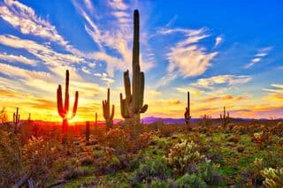Saguaro Sunset in the Sonoran Desert