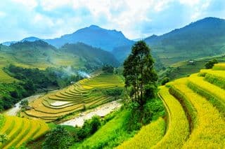 Terraced Rice Fields in Vietnam