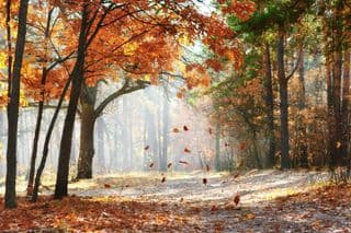 Autumnal Oak Grove