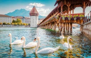 Swans gracefully swimming in the Reuss River at the Historic Center of Lucerne