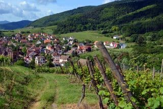 Vineyard Views over Riquewihr Village in Alsace, France