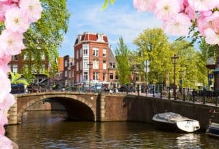 Springtime in Amsterdam: Cherry Blossoms Over the Bridges