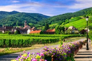 Vineyards of the Wine Route in Alsace