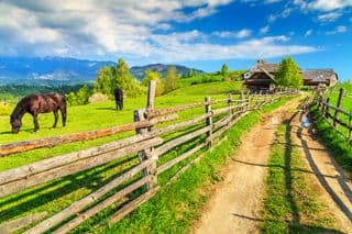 Horses Grazing in the Carpathian Mountains of Romania