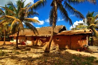 Thatched Roof Cottage amidst Coconut Palms in Maranhão, Brazil