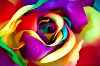 Rainbow Handicraft Rose