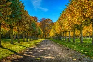 Autumnal Alley in Ulriksdal Palace Park