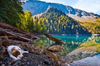 A Dog Resting by the Mountain Lake Shore