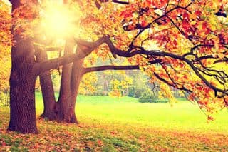 Sunlit Autumnal Treescape