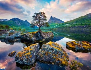 Solitary Pine amidst Norwegian Mountains