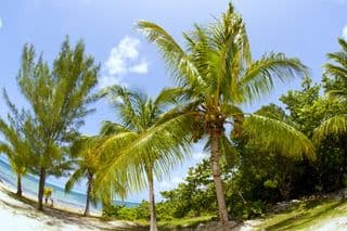 Palm Trees at Grand Cayman Beach