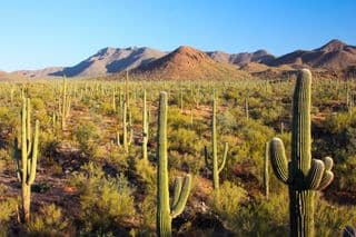 Vast Saguaro Forest in the Desert