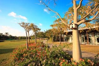 Summer Blooms Along a Tree-lined Pathway
