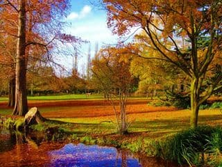 Autumnal Bushy Park in England
