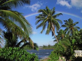 Coconut Palms Under Hawaiian Rainbow