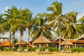 Coconut Palms and Straw Umbrellas by the Beach