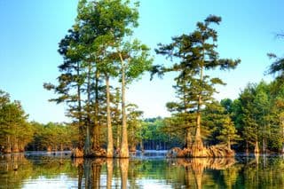 Tall Cypress Trees in the Marsh