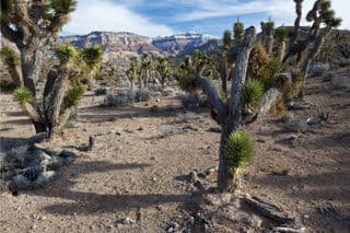 Joshua Trees in Paiute Wilderness, Arizona