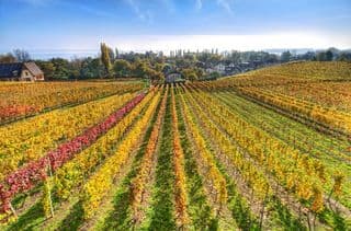 Autumnal Vineyard Aerial View