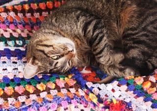 Tabby Kitten Snuggled in Colorful Yarn