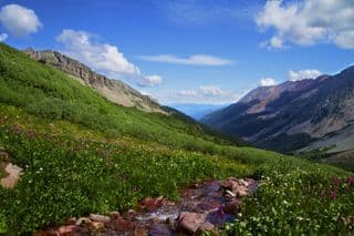 Summer Wildflowers at Triangle Pass, Aspen, Colorado