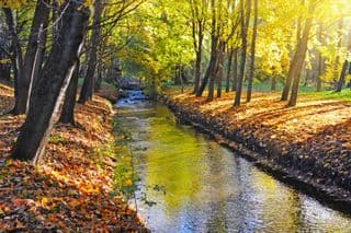 Golden Autumn Stream in the Forest