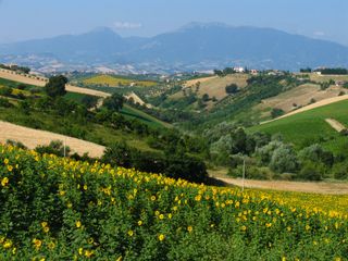 Sunflower Fields in the Marches Countryside