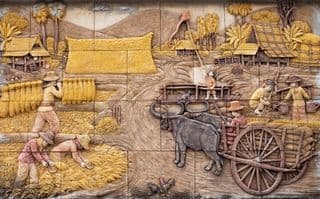 Thai Rice Harvest Scene