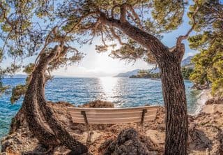 Solitary Seaside Retreat Among the Pines
