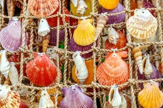 Colorful Philippine Seashells Display