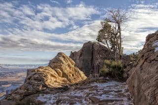 A Lone Tree in Canyonlands National Park