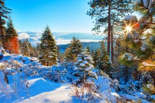 Snow-covered Sierra Nevada Forest at Sunset