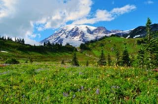 Alpine Meadows at Mt. Rainier
