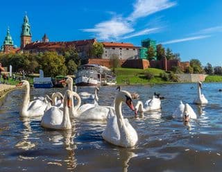 Swans gracefully floating near Wawel Castle in Krakow, Poland