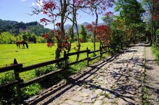 Horse Grazing Along Cobblestone Path in the Andes of Antioquia, Colombia