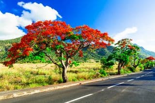 Flaming Red Flame Tree Along the Roadside in Mauritius