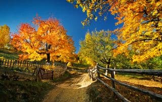 Pathway Amidst Autumn's Full Glory