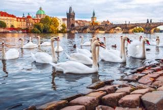 Swans gracefully floating by the historic Charles Bridge in Prague