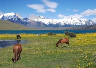 Horses in the Meadow of Spring