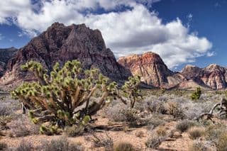 Joshua Trees in Spring Mountain Ranch State Park
